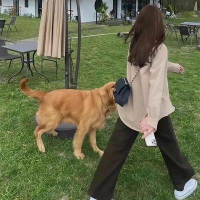汪星人的奇思妙想